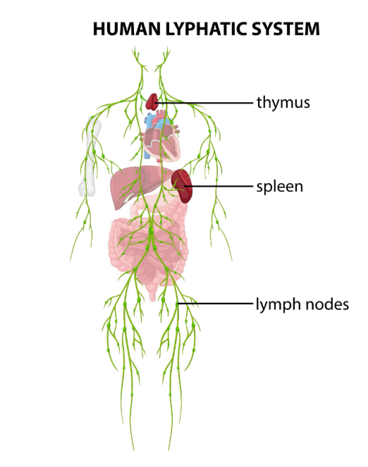 circulation-lymphe